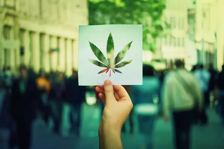 Weed in Florence